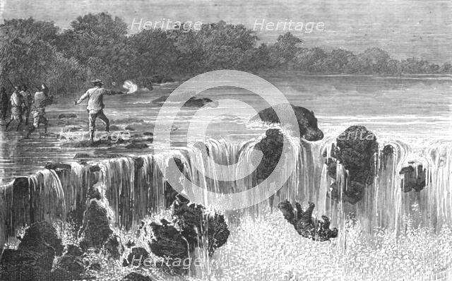 'Hippopotami at the falls of the Senegal, in Bambouk; Journey from the Senegal to the Niger', 1875. Creator: Unknown.