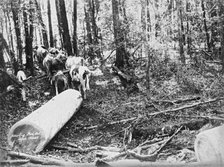 Upper Albert Hauling Pine, 1894. Creator: Poul C Poulsen.