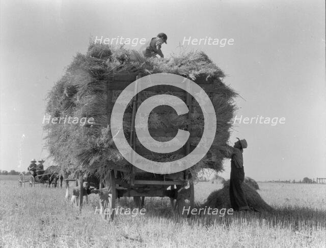 The threshing of oats, Clayton, Indiana, south of Indianapolis, 1936. Creator: Dorothea Lange.