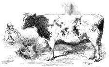 The First Prize Shorthorn Cow, Class 10, No. 89, £25: and Gold and Silver Medals..., 1857. Creator: H. W..