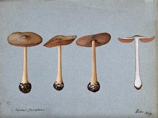 A fungus (Agaricus gloiocephalus): four fruiting bodies, 1899. Creator: Unknown.