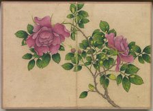 Desk Album: Flower and Bird Paintings (Rose), 18th Century. Creator: Zhang Ruoai (Chinese).