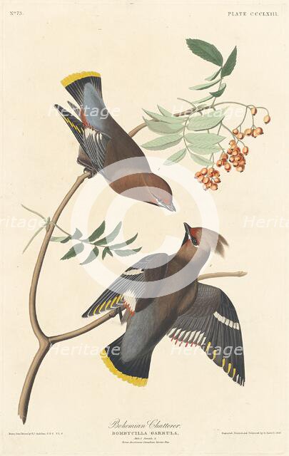 Bohemian Chatterer, 1837. Creator: Robert Havell.