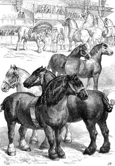 The Cart-Horse Show at the Agricultural Hall, 1881. Creator: J. G..