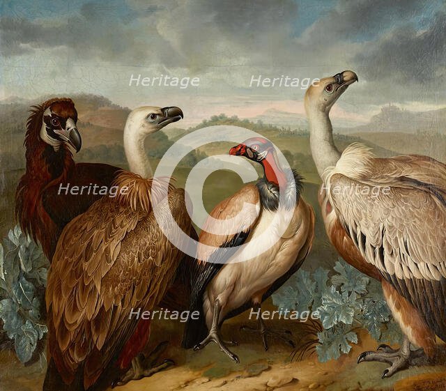 Four vultures of different species, 1723. Creator: Philipp Ferdinand de Hamilton.