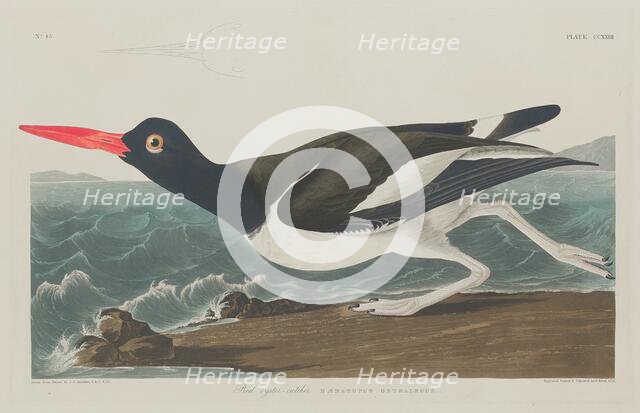 Pied Oyster-Catcher, 1834. Creator: Robert Havell.