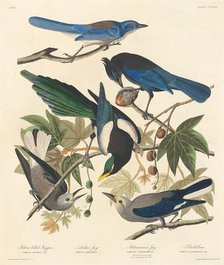 Yellow-billed Magpie, Stellers Jay, Ultramarine Jay and Clark's Crow, 1837. Creator: Robert Havell.