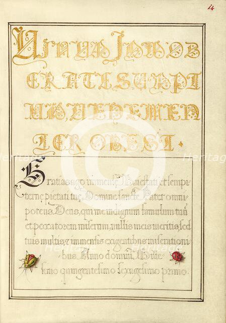 Beetlelike Insects; Mira calligraphiae monumenta, 1561-1562; illumination added 1591-1596. Creator: Joris Hoefnagel.
