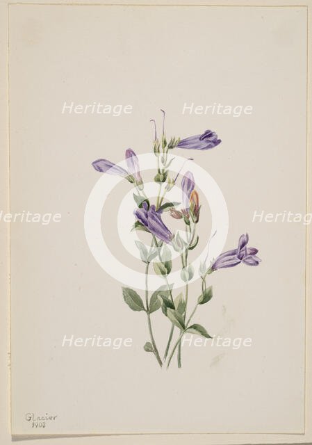 Penstemon (Penstimon fruiticosus), 1903. Creator: Mary Vaux Walcott.