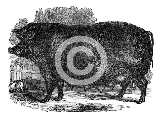 Hampshire sow, 1848. Artist: Unknown