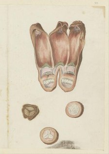 Hydnora africana Thunb., details (Jackal-food plant), 1777-1786. Creator: Robert Jacob Gordon.