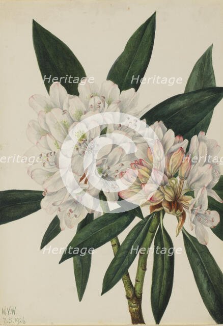 Rosebay Rhododendron (Rhododendron maximum), 1926. Creator: Mary Vaux Walcott.