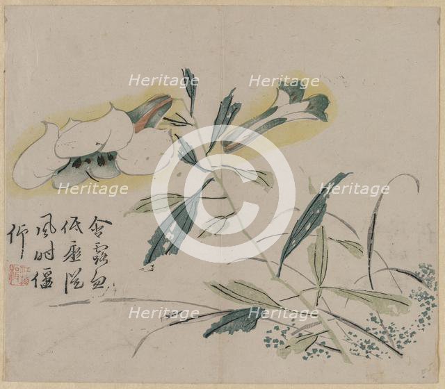 Flowering Lily, 18th Century. Creator: Unknown.