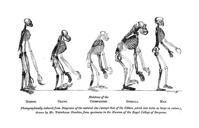 Skeletons of the Gibbon, Orang, Chimpanzee, Gorilla, Man, 1863.  Creator: Unknown.