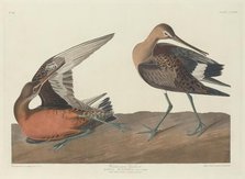 Hudsonian Godwit, 1835. Creator: Robert Havell.