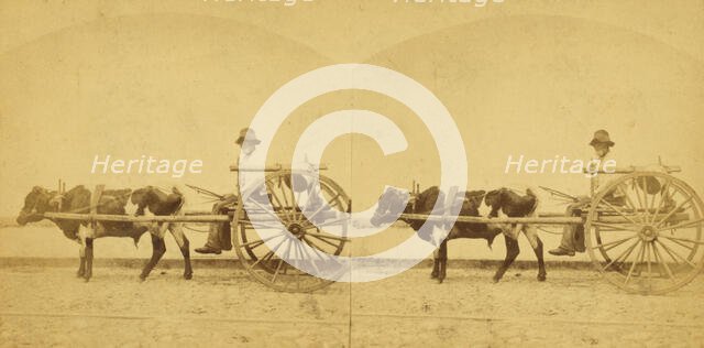 Uncle Lem, [Man in an oxcart], (1868-1900?). Creator: O. Pierre Havens.