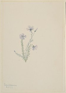 Wild Flax (Linum lewisii), 1919. Creator: Mary Vaux Walcott.