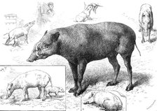 The Zoological Society's Gardens: the Babiroussa family, 1883. Creator: John Greenaway.