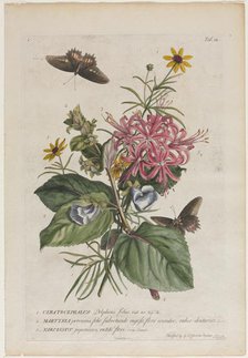Plantae et papiliones rariores: No. 9, 1749. Creator: Georg Dionysius Ehret (German, 1708-1770).