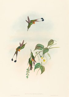 Spathura rufocaligata (Red-booted Racket-Tail). Creators: John Gould, Henry Constantine Richter.