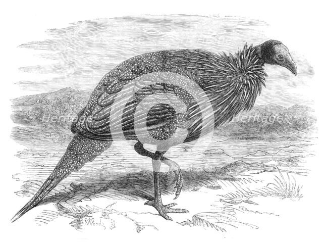 The Vulturine Guinea-Fowl in the Zoological Society's Gardens, 1870. Creator: Unknown.