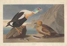 King Duck, 1835. Creator: Robert Havell.