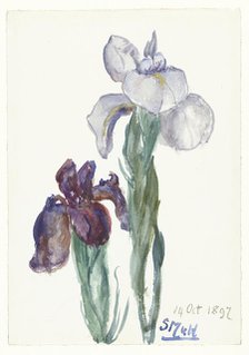 Irises, 1897. Creator: Sina Mesdag van Houten.