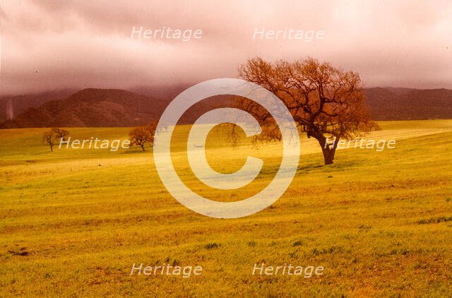 Cloudy Trees. Creator: Robert Manno.