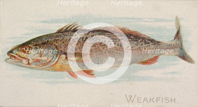 Weakfish, from the Fish from American Waters series (N8) for Allen & Ginter Cigarettes Bra..., 1889. Creator: Allen & Ginter.