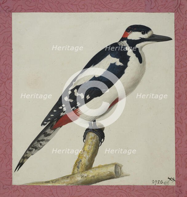 Woodpecker, 1653. Creator: Pieter Holsteyn the Younger.