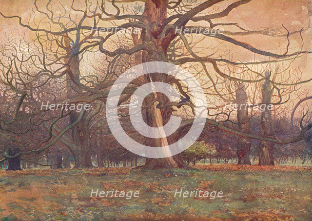 'Study of an Oak Tree', c1878 (1903-1904). Artist: George Wilson.