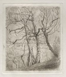 Trees, 1878. Creator: Otto H. Bacher (American, 1856-1909).