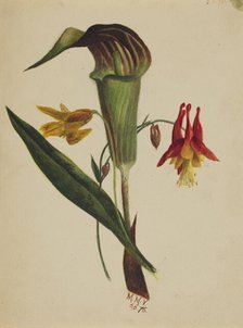 Untitled (Jack in the Pulpit), 1876. Creator: Mary Vaux Walcott.