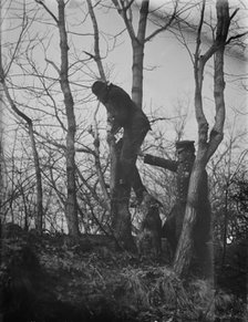 Policeman, police dog treeing tramp, New York City, 1912. Creator: Bain News Service.