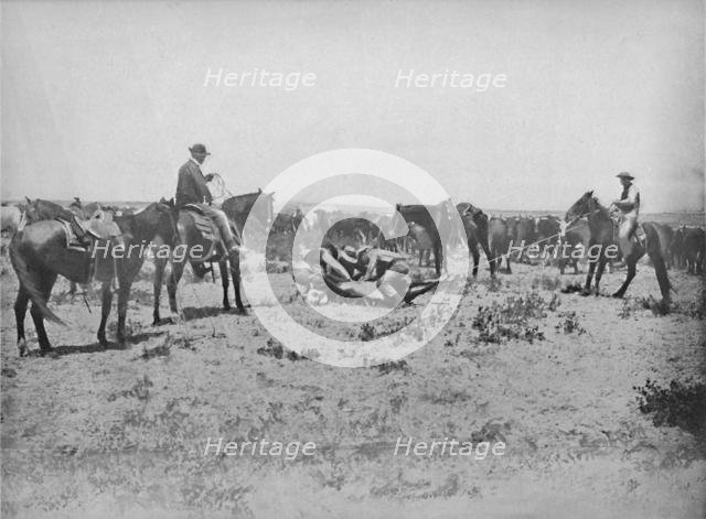 'Inspecting a Brand on the Prairies', c1897. Creator: Unknown.