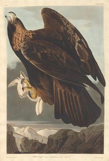 Golden Eagle, 1833. Creator: Robert Havell.