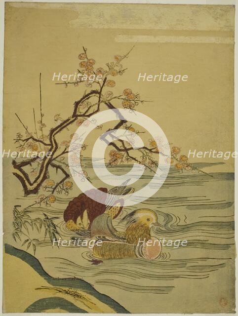 Mandarin Ducks Swimming under Plum Branch, c. 1764/75. Creator: Isoda Koryusai.
