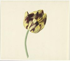 Tulip called Bizard Pontifex Romanus, 1741-1795. Creator: Cornelis van Noorde.