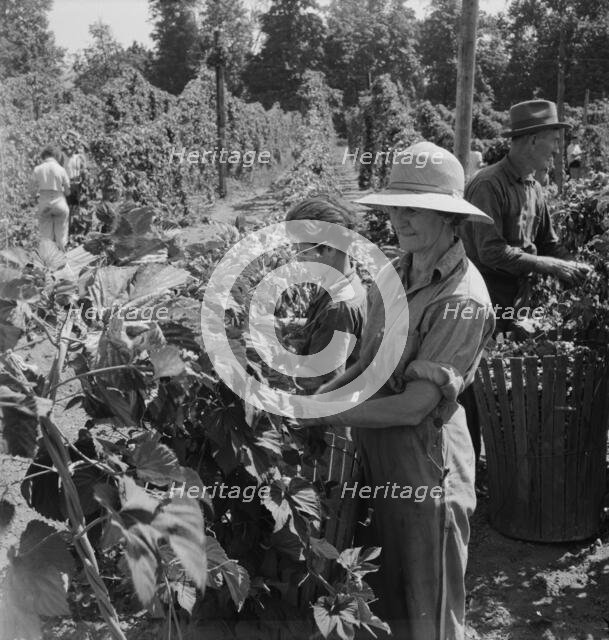 Possibly: Migratory field workers in hop field, near Independence, Oregon, 1939. Creator: Dorothea Lange.