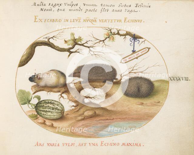 Animalia Qvadrvpedia et Reptilia (Terra): Plate XLVIII, c. 1575/1580. Creator: Joris Hoefnagel.