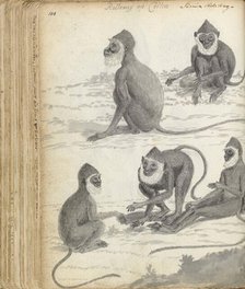Roloway monkey (Cercopithecus roloway) in Ceylon, 1785-1786. Creator: Jan Brandes.