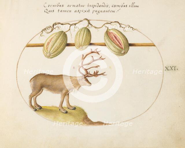 Animalia Qvadrvpedia et Reptilia (Terra): Plate XXI, c. 1575/1580. Creator: Joris Hoefnagel.