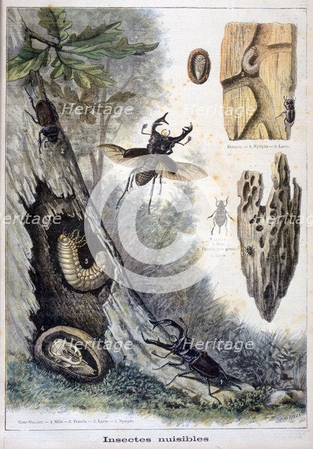 Harmful insects, 1897. Creator: F Meaulle.