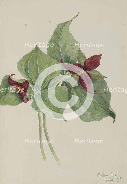 Red Trillium (Trillium erectum), 1918. Creator: Mary Vaux Walcott.