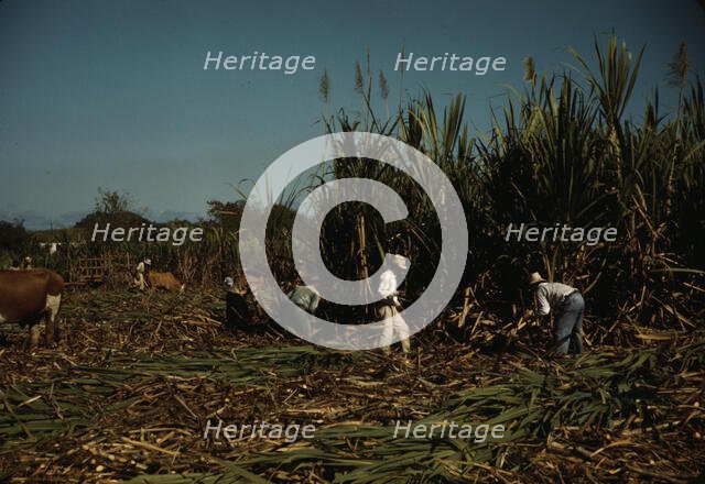 FSA borrowers harvesting sugar cane cooperatively on a farm, vicinity Rio Piedras, Puerto Rico, 1941 Creator: Jack Delano.