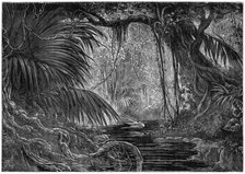 A forest scene in Peru, 1877. Artist: Unknown