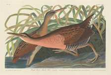 Fresh Water Marsh Hen, 1834. Creator: Robert Havell.