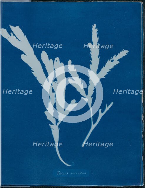 Fucus serratus, 1843 or 1844. Creator: Anna Atkins.