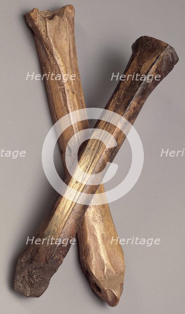 Bone skates, (12th century?). Artist: Unknown