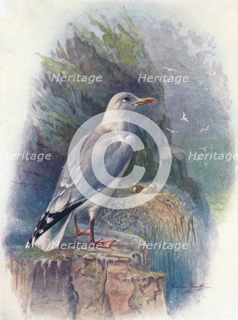 'Herring Gull - Lar'us argenta'tus', c1910, (1910). Artist: George James Rankin.